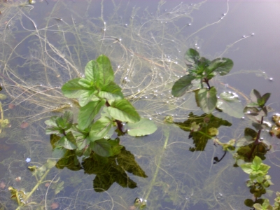 Wasserminze Mentha aquatica Pflanze