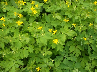 Schöllkraut Chelidonium majus Pflanze