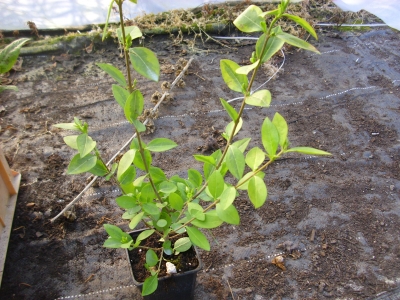 Goldliguster Aureum Pflanze