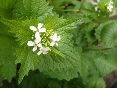 Knoblauchrauke Alliaria petiolata Samen