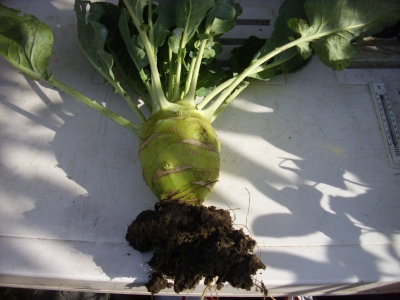 Kohlrabi Butterriese aus Russland Samen