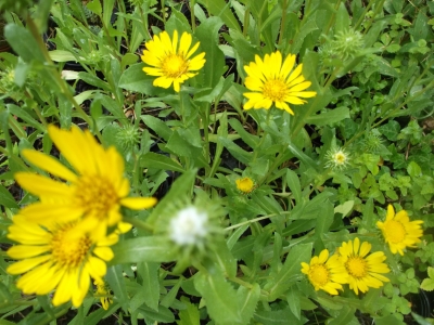 Gummikraut Grindelia robusta Pflanze