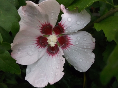 Garteneibisch Hibiscus syriacus Mathilde Pflanze