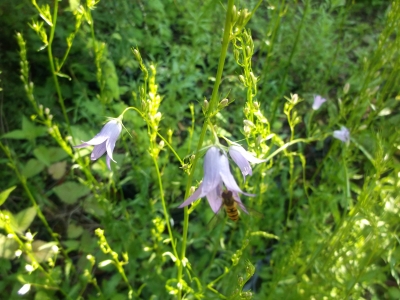 Echte Rapunzel essbare Glockenblume Pflanze