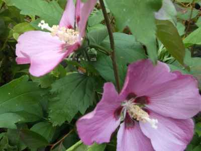 Garteneibisch Hibiscus syriacus Pink Giant Pflanze