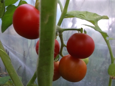Tomate Matina Samen
