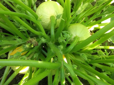 Indischer Zucchini Samen