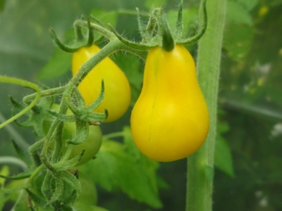 Tomate Yellow Pear Samen