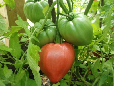 Tomate Kroatisches Ochsenherz Samen
