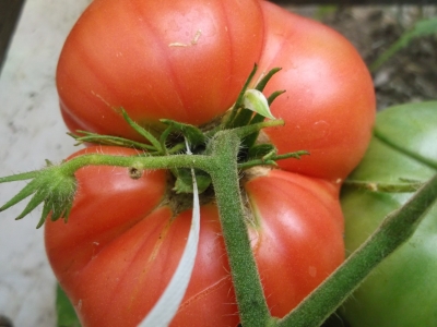 Tomate Pink Brandywine kartoffelblättrig Samen