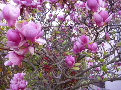 Purpurmagnolie Susan Pflanze