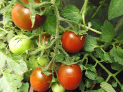 Tomate Koritschnevaja Sliva Samen