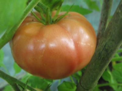 Tomate Cuban Black Samen