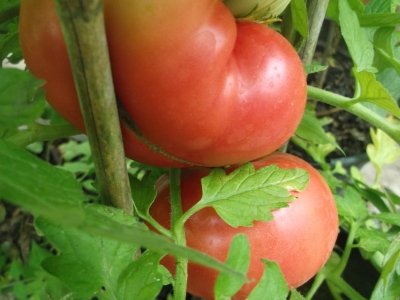 Tomate Schlesische Himbeere Samen