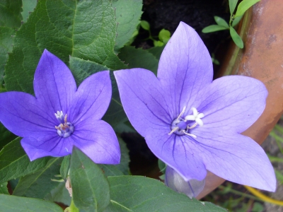 Blaue Ballonblume Platycodon grandiflorus Pflanze