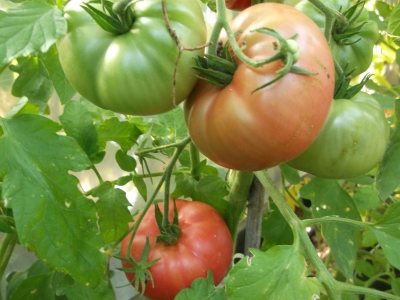 Tomate Mortgage Lifter Samen