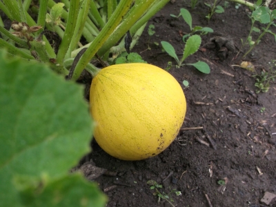 Zitronen-Zucchini Samen