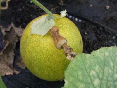 Japanese golden Crisp Samen