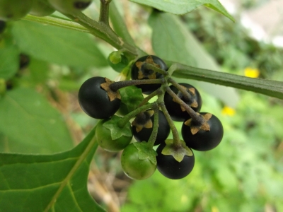Wonderberry Solanum burbankii Samen