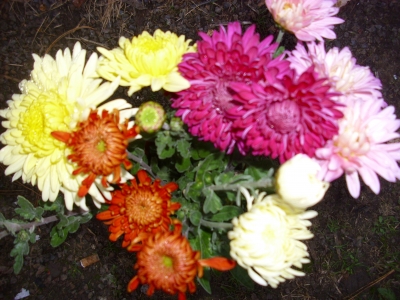 Gartenchrysantheme in 5 Farben großblumig ab 40 cm 10 Stck