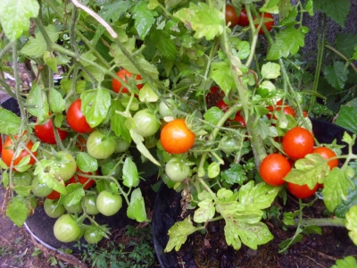 Tomate Humboldtii Samen