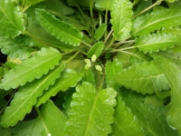 Heilziest Stachys officinalis Pflanze