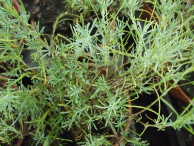 Olivenkraut Pflanze