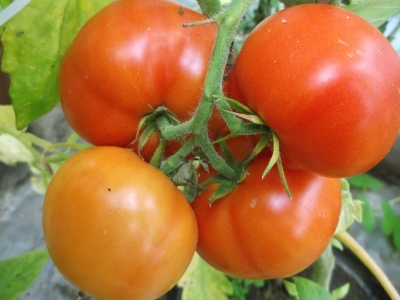Tomate Thessaloniki Samen