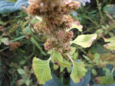 Amaranth Guatemalan Samen