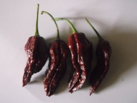 Chili Bhut Bih Naga Jolokia Capsicum chinense Samen