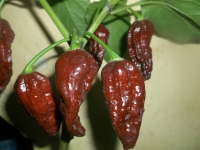 Chili Bhut Bih Naga Jolokia Capsicum chinense Samen