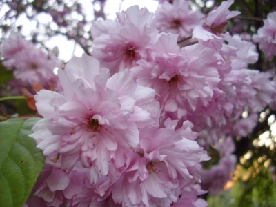 Japanische Nelkenkirsche Pink Perfektion Pflanze