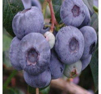 HEIDELBEERE Patriot (Vaccinum corymbosum)Pflanze