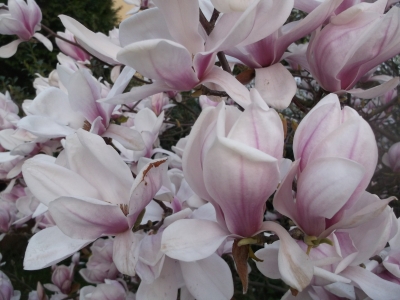 Tulpenmagnolie Alba Superba Magnolia soulangiana
