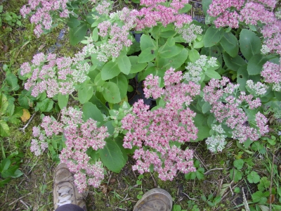 Fetthenne hoch Sedum telephium Pflanze