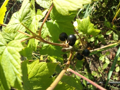 Schwarze Johannisbeere Irinas Sämling Pflanze