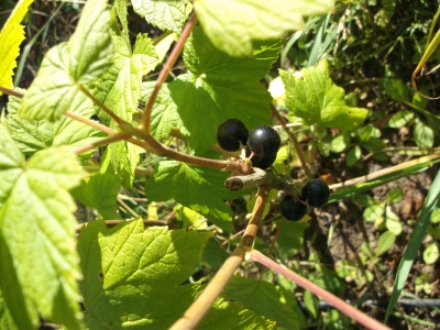 Schwarze Johannisbeere Irinas Sämling  Pflanze