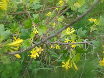 Kanadische Goldjohannisbeere Pflanze