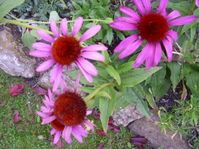 Roter Sonnenhut Ecchinacea purpurea Planze