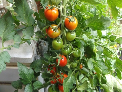 Tomate Baumtomate De Berao Gigant getopfte Pflanze