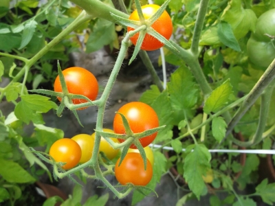 Tomate Golden Currant getopfte Pflanze