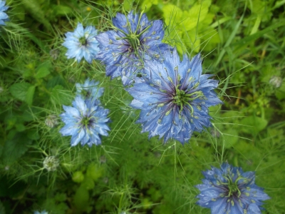 Schwarzkümmel Samen