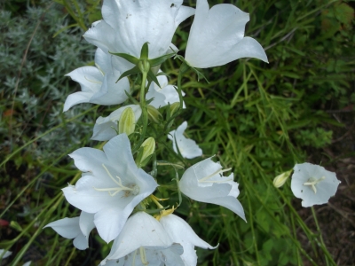 Pfirsichblättrige Glockenblume Alba Pflanze