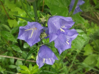 Pfirsichblättrige Glockenblume blau Samen