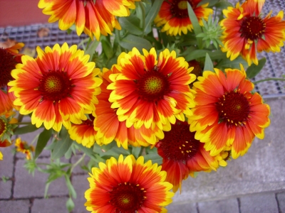 Kokardenblume Gaillardia aristata Pflanze