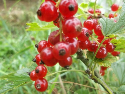 Johannisbeere Heinemanns rote Spätlese Pflanze