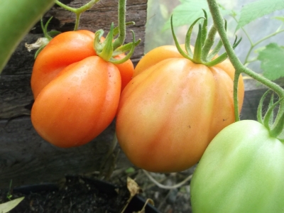 Tomate Tlaculola Samen