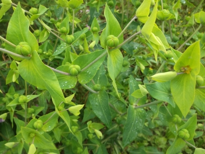 Wühlmauswolfsmilch Euphorbia lathyris Samen