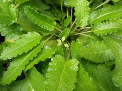 Heilziest Stachys officinalis Samen