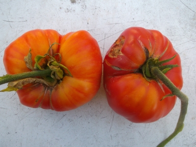 Fleischtomate Big Rainbow Samen